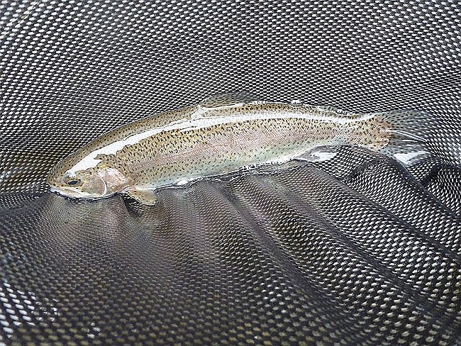 Kettle Trout 9.JPG